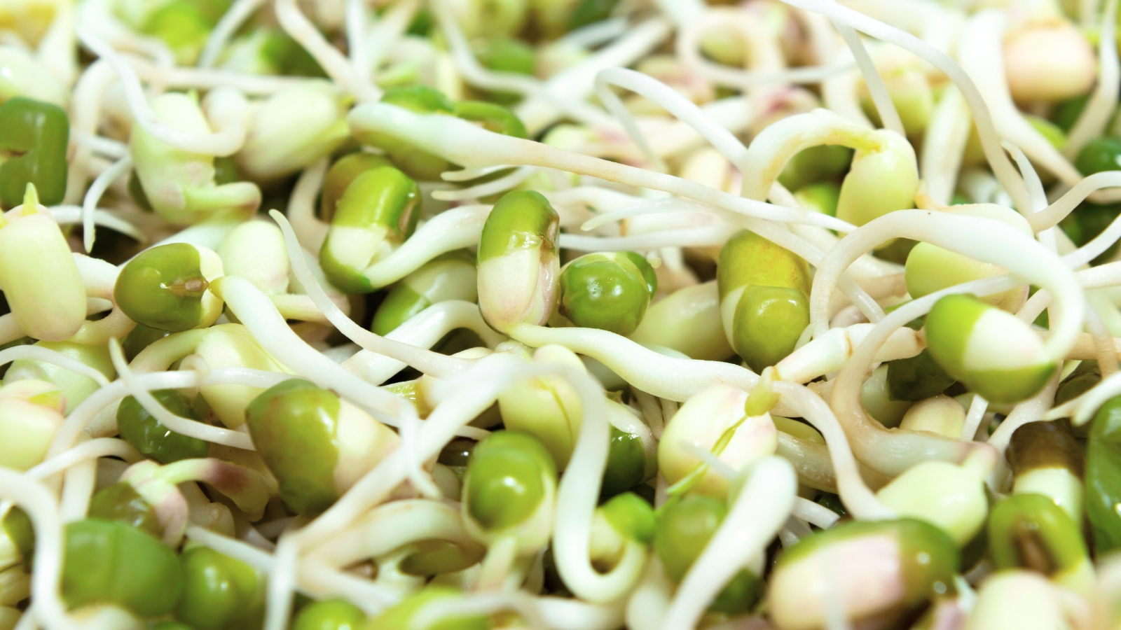 Pea shoot microgreens — sprouts